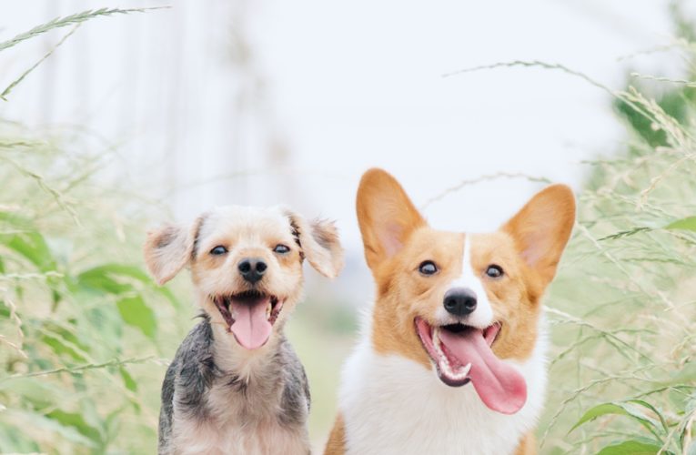 Preventing Home Dog Fights in Newark